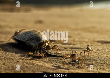 Les crabes sur la plage manger des poissons morts. Banque D'Images