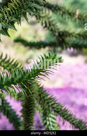 Araucaria araucana. Monkey puzzle tronc et branches Banque D'Images