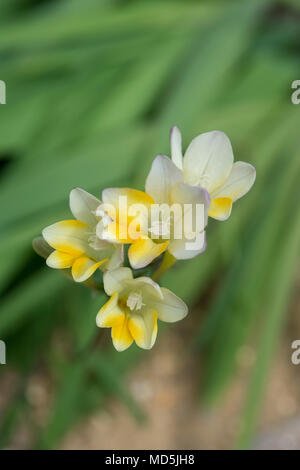 Fleurs de freesia Laxa Banque D'Images