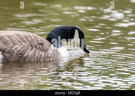 Portrait de côté la bernache du Canada (Branta canadensis), à la recherche dans l'eau Banque D'Images