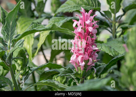 Justicia carnea. Fleur plume brésilien Banque D'Images