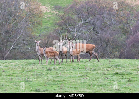 Un troupeau de red deer en liberté sur le flanc du Sweetworthy dans le Parc National d'Exmoor ci-dessous Dunkery Beacon à Somerset, Angleterre Banque D'Images