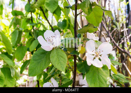 Fleurs du cognassier, Cydonia oblonga 'Champion'. Banque D'Images