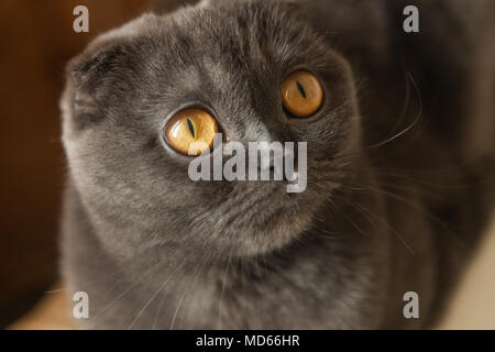 Portrait de chat Scottish Fold gris grave assis sur un canapé - animaux domestiques concept Banque D'Images