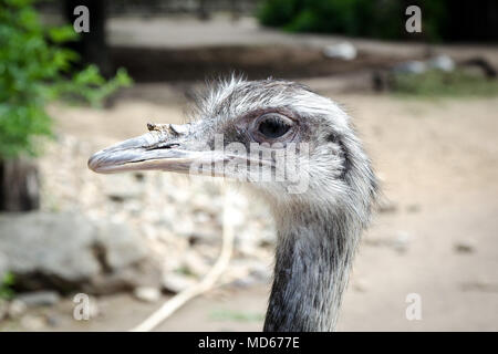 En autruche zoo Banque D'Images