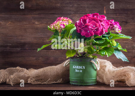 Hortensia violet dans un pot, isolé, avec un copyspace Banque D'Images
