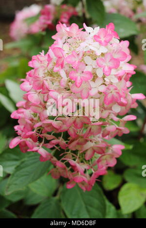 L'Hydrangea paniculata 'Diamant Rouge' en pleine floraison dans un jardin anglais à la fin de l'été, UK Banque D'Images