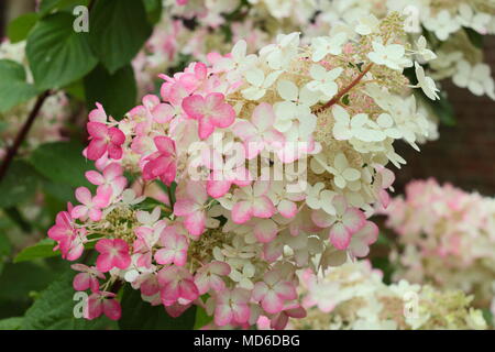 L'Hydrangea paniculata 'Diamant Rouge' en pleine floraison dans un jardin anglais à la fin de l'été, UK Banque D'Images