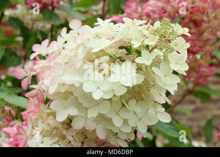 L'Hydrangea paniculata 'Diamant Rouge' en pleine floraison dans un jardin anglais à la fin de l'été, UK Banque D'Images