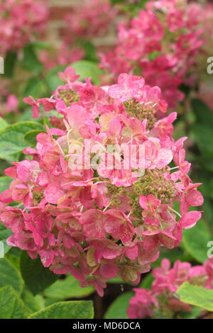 L'Hydrangea paniculata flamme magique' en pleine floraison dans un jardin anglais à la fin de l'été, UK Banque D'Images