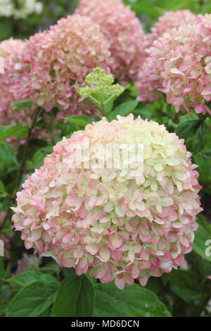 Hydrangea paniculata 'Lime' peu de fleurs en pleine floraison dans un jardin anglais à la fin de l'été, UK Banque D'Images