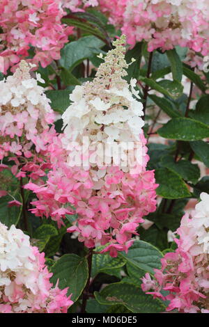 Hydrangea paniculata Pinky Winky' fleurit en pleine floraison dans un jardin anglais à la fin de l'été, UK Banque D'Images