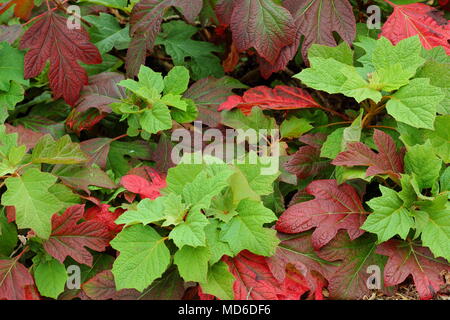 Hortensia quercifola 'Snow Queen' feuilles automnales en teintes montrant un jardin anglais border, UK Banque D'Images