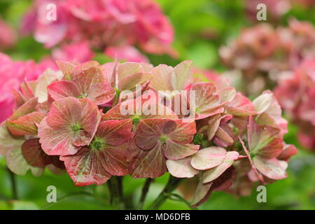 L'Hydrangea macrophylla Greenfire magique' fleur en pleine floraison dans un jardin anglais à la fin de l'été, UK Banque D'Images