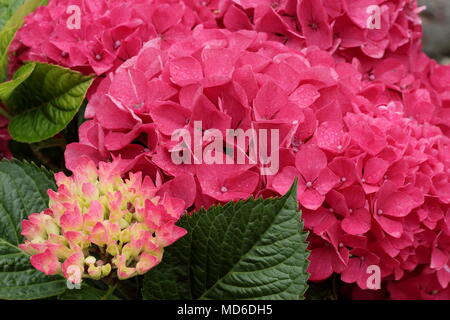 Hydrangea macrophylla Amour Toujours fleur en pleine floraison dans un jardin anglais à la fin de l'été, UK Banque D'Images