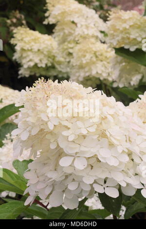 Hydrangea paniculata Phantom fleur en pleine floraison dans un jardin anglais à la fin de l'été, UK Banque D'Images