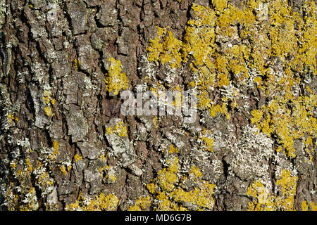 Lichen jaune sur l'écorce d'un tronc d'arbre Banque D'Images