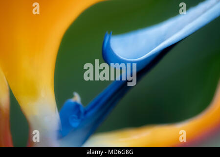Close up of Bird of Paradise flower. Hawaï Banque D'Images