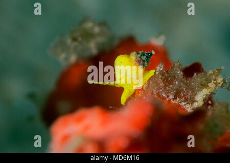 Escargot de mer Jaune (Epidendrium billeeanum). Photo a été prise dans la mer de Banda, Ambon, la Papouasie occidentale, en Indonésie Banque D'Images