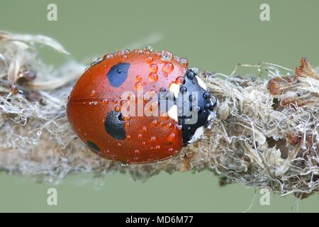 5-spot ou ladybird ladybug à cinq points, Coccinella quinquepunctata Banque D'Images