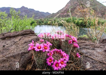 Rio Yaqui, situé dans la municipalité de Soyopa., Sonora, Mexique.** © Foto :/NortePhoto.com LuisGutierrez©Rio Yaqui localizado en el municio de Sonora au Mexique. © Foto :/NortePhoto.com LuisGutierrez© Banque D'Images