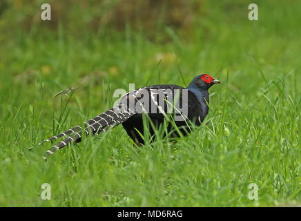 Le faisan mikado (Syrmaticus mikado) mâle adulte, comité permanent sur l'herbe du Parc National de Yushan, avril Taiwan Banque D'Images