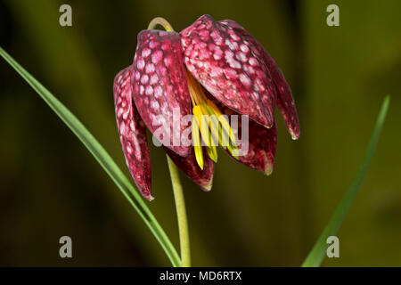 Fleur de Fritillaria meleagris Banque D'Images