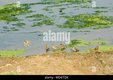 Birdbath Sparrow Banque D'Images