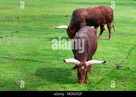 Le pâturage Ankole-Watusi / Ankole longhorn (Bos taurus) ZOO de Wroclaw, Pologne, avril 2018 Banque D'Images