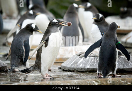 Le zoo d'Edinburgh's manchots commencent leur parade nuptiale, avec les femelles assis sur les joints toriques, les mâles au crible des cailloux à la recherche pour des scènes une à présenter à leur choix de partenaire. Banque D'Images