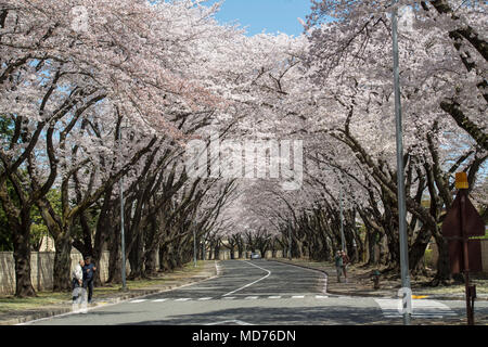 Prunus serrulata est une espèce de cerisier japonais cultivée pour les fleurs ornementales connues sous le nom de sakura. Le 30 mars 2018, les cerisiers fleurissent le long de McGuire Avenue à la base aérienne de Yokota au Japon, atteignant leur apogée plus tôt que l'année précédente. L'image d'archive documente la floraison saisonnière dans une installation de l'United States Air Force. Banque D'Images