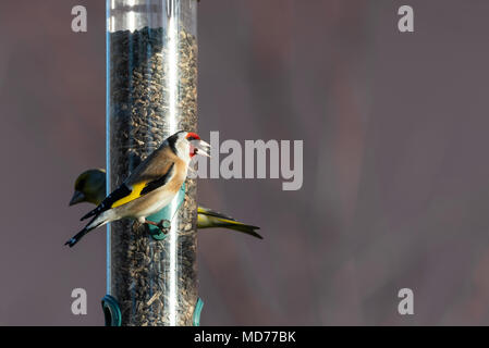 Photo horizontale du seul mâle chardonneret. L'oiseau a beau brun, blanc, noir rouge et jaune. Animal est perché sur le convoyeur d'tournesol plein de s Banque D'Images