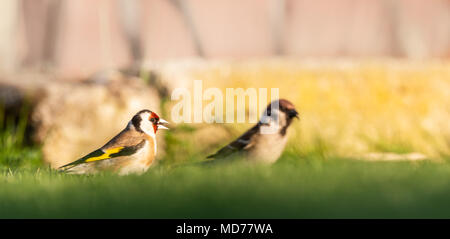 Photo horizontale du seul mâle chardonneret. L'oiseau a beau brun, blanc, noir rouge et jaune. Animal est perché sur le sol avec un moineau mâle Banque D'Images