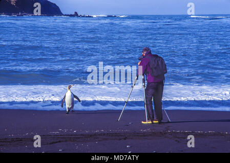 Le roi pingouin et visiteurs, South Georgia Island, Antarctica Banque D'Images