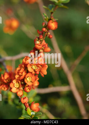 Close-up de cognassier du Japon (Chaenomeles japonica) blossoms Banque D'Images