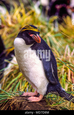 Macaroni penguin, South Georgia Island, Antarctica Banque D'Images