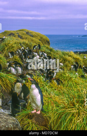 Macaroni penguin, South Georgia Island, Antarctica Banque D'Images