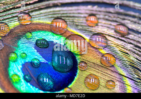 Gouttes de pluie sur une plume de paon Banque D'Images