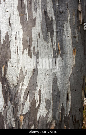 Modèle solide de l'écorce sur le tronc de l'arbre d'Eucalyptus dans Alpiine Parc National. Banque D'Images