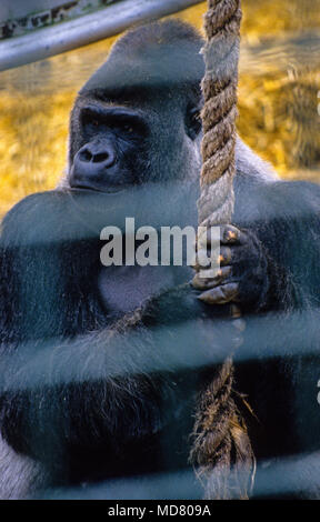 Silverback Gorilla a jeté des bars, Howletts Wildlife Park, Canterbury, Kent, England, UK, FR. Banque D'Images