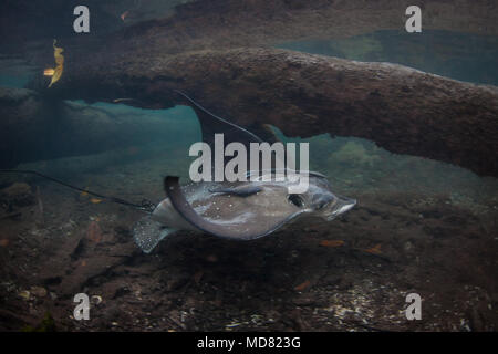 Un Spotted Eagle Ray nage à travers une forêt de mangroves d'eau bleu Raja Ampat, en Indonésie. Cette région est connue pour sa grande biodiversité marine. Banque D'Images