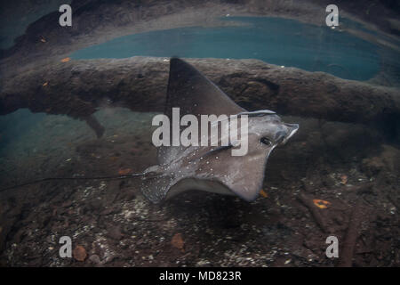 Un Spotted Eagle Ray nage à travers une forêt de mangroves d'eau bleu Raja Ampat, en Indonésie. Cette région est connue pour sa grande biodiversité marine. Banque D'Images