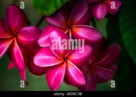 Close up de frangipanier plumeria ou rouge des fleurs. Kauai, Hawaii Banque D'Images