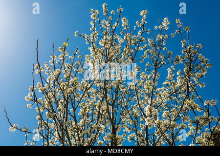 Poiriers asiatiques en pleine floraison printanière ; Salida, Colorado, USA Banque D'Images
