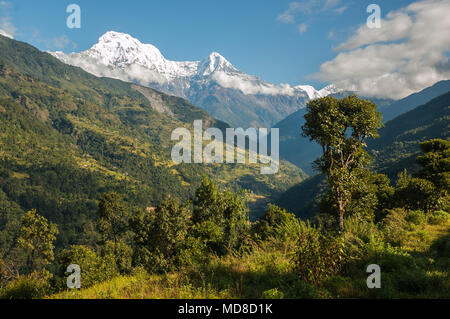 Vues de la vallée de la modi Khola, coteaux en terrasses vert et petites villes népalaises contreforts vert sur les glaciers des montagnes de l'Annapurna ci-dessous Banque D'Images