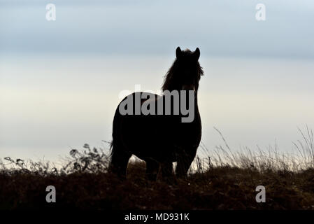 Un poney Exmoor en liberté sur le flanc du Cap vers le bas dans le Parc National d'Exmoor non loin de Dunkery Beacon à Somerset, Angleterre Banque D'Images