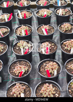 Les jeunes plantes de pots Sedum dans une pépinière Banque D'Images