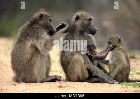 Des babouins Chacma (Papio ursinus), adulte, deux femelles avec deux jeunes animaux, le comportement social, toilettage, groupe Banque D'Images