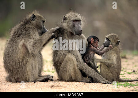 Des babouins Chacma (Papio ursinus), adulte, deux femelles avec deux jeunes animaux, le comportement social, toilettage, groupe Banque D'Images