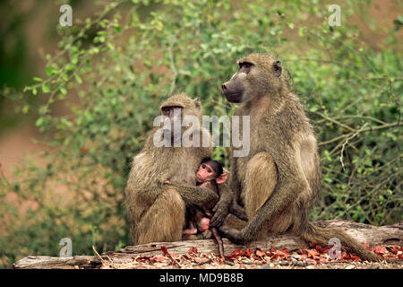 Babouin Chacma (Papio ursinus), deux vieux avec jeune animal, Kruger National Park, Afrique du Sud Banque D'Images